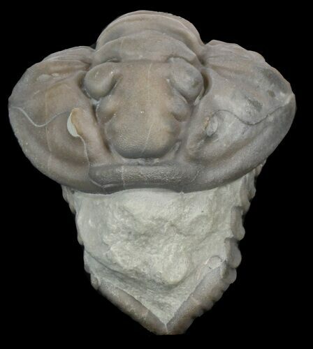 Enrolled Flexicalymene Trilobite - Ohio #45054